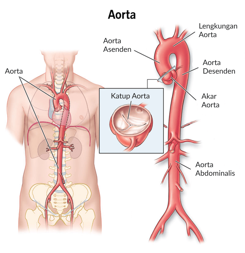 Anatomi Aorta pada Jantung Manusia