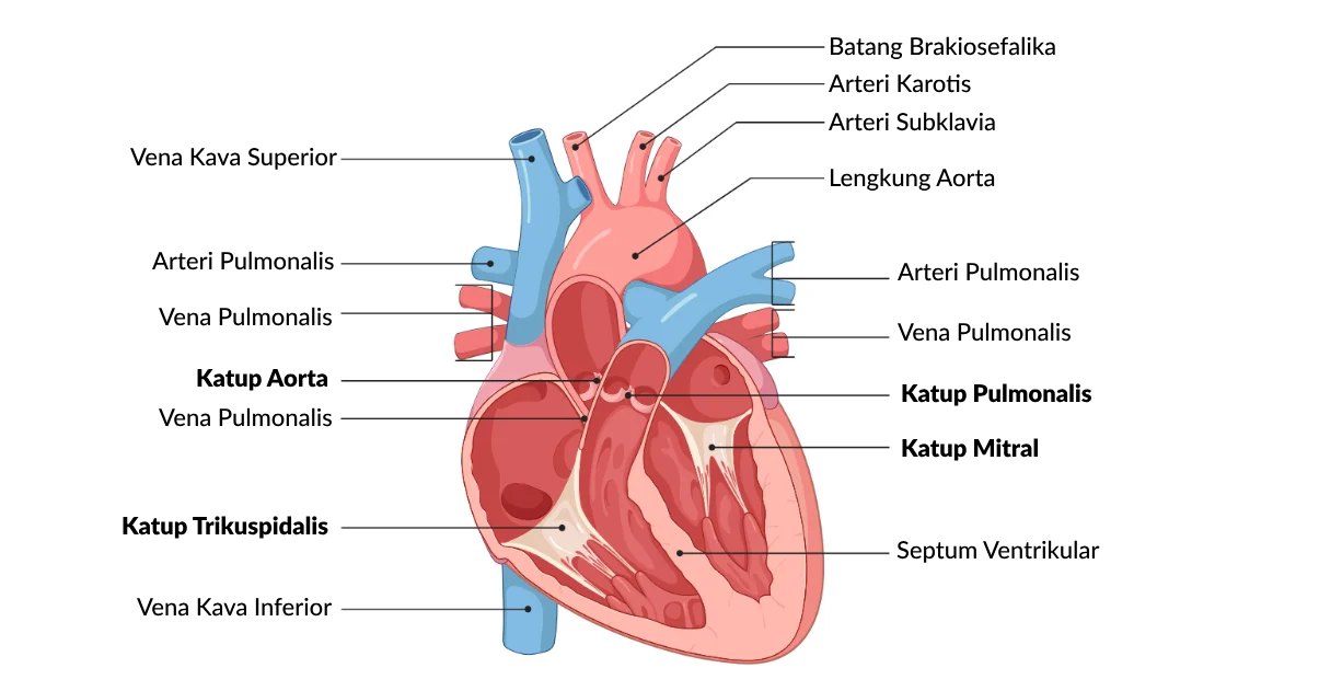 Penggambaran Anatomi dan Fisiologi Ruang dan Katup pada Jantung Manusia