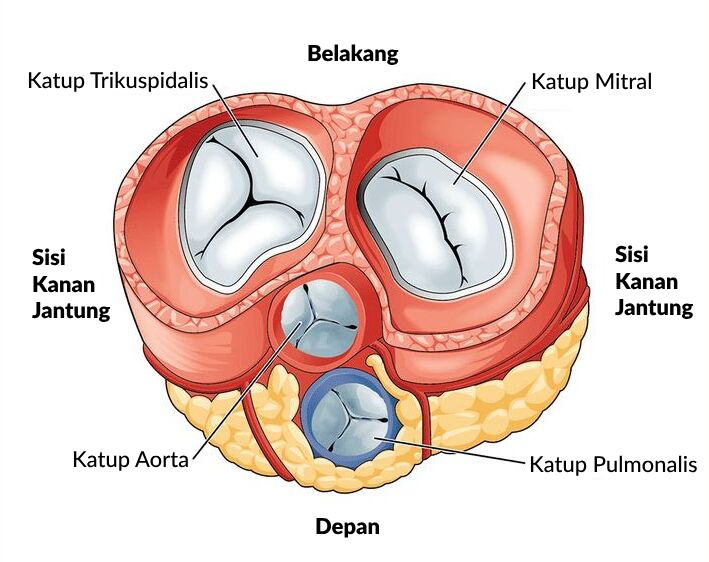 Penggambaran Anatomi dan Fisiologi Katup pada Jantung Manusia