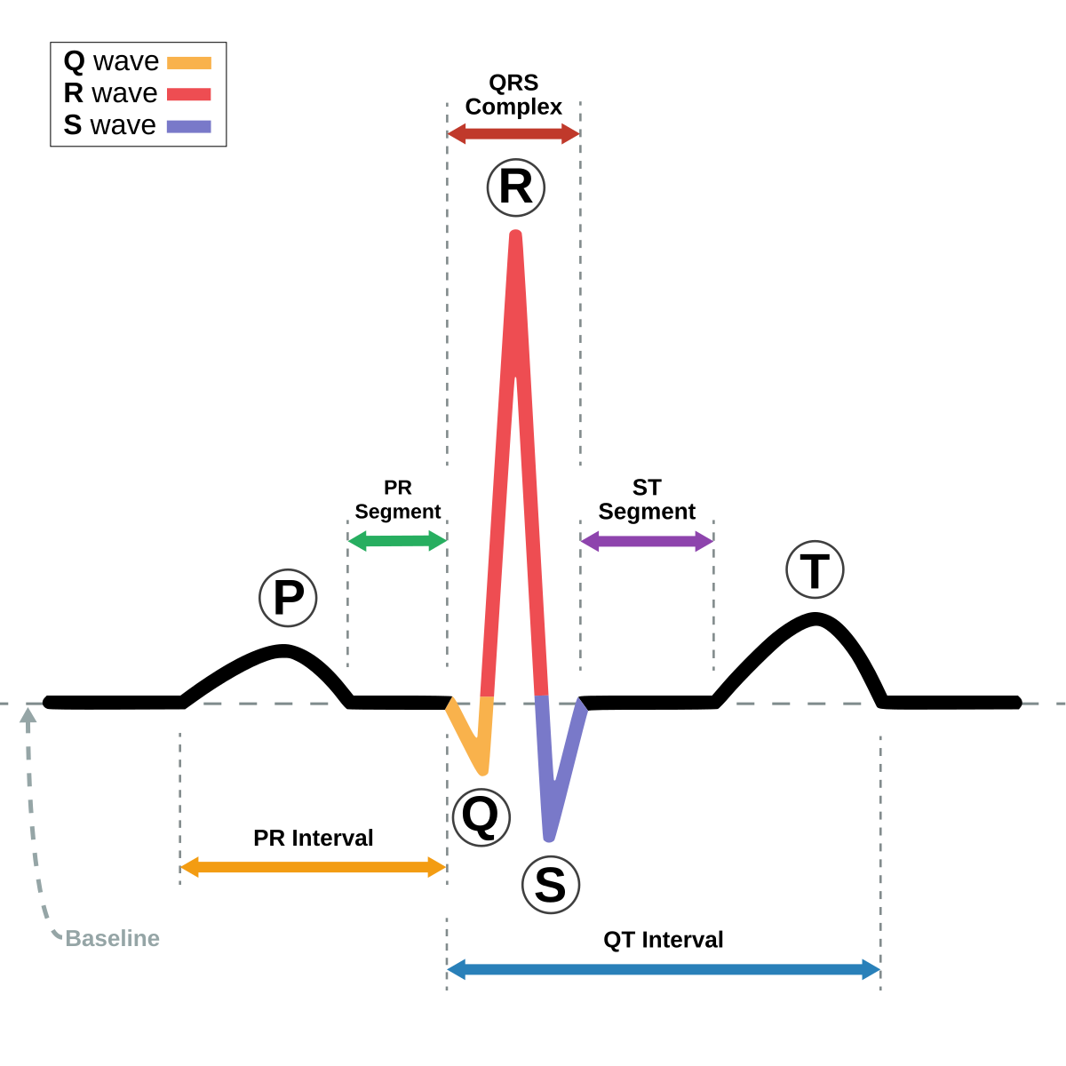 Gelombang dan Segmen pada Elektrokardiografi (EKG / ECG)