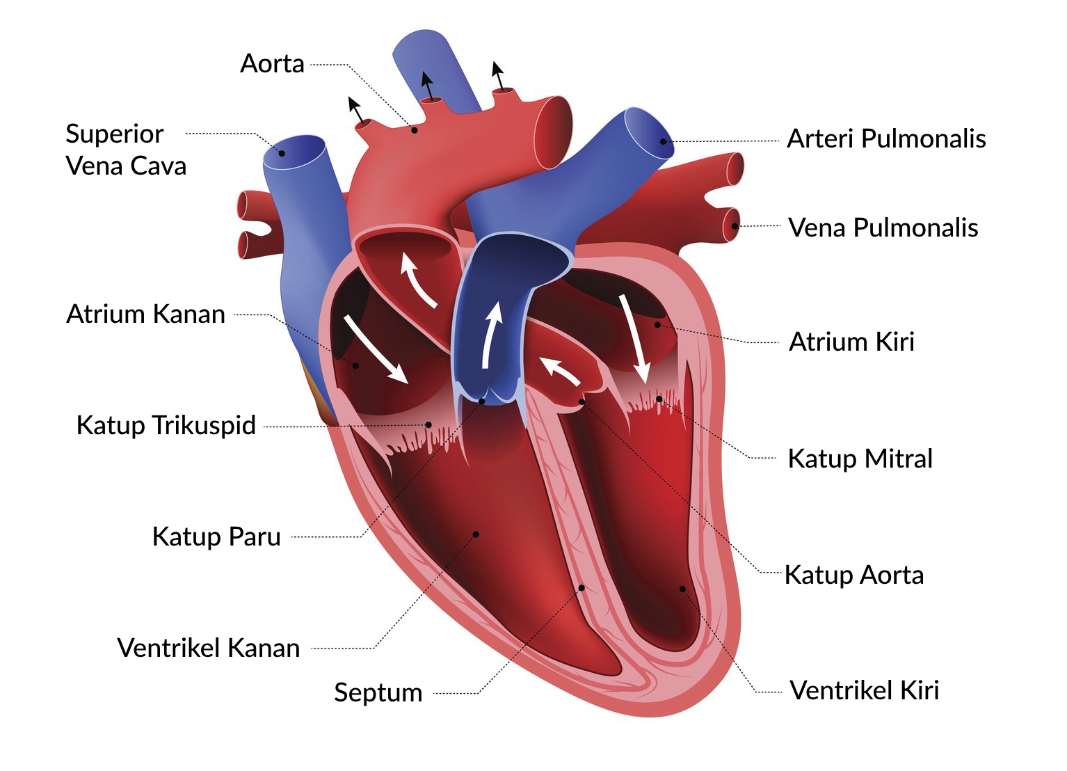 Ilustrasi Anatomi Organ Jantung Manusia